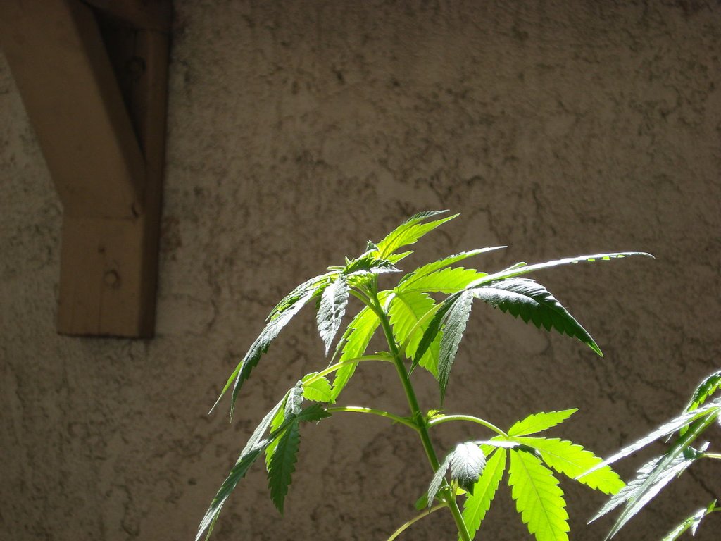 1280px-Cannabis-vegetative-growth-00003
