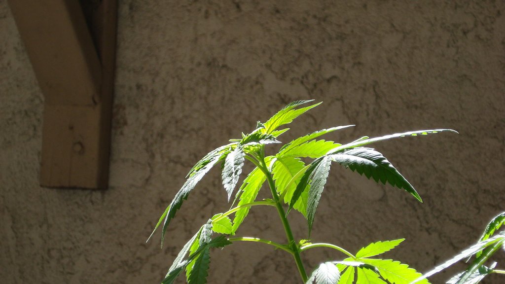 1280px-Cannabis-vegetative-growth-00003