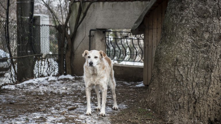Защо Стаси Кара носи в колата си гирички, кучешка храна и обувки на токчета?
