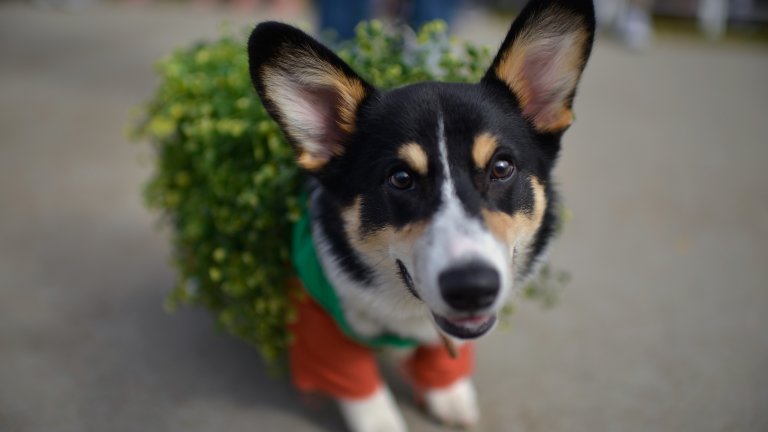Много е важно да НЕ използвате човешка паста за зъби. Повечето от тях съдържат флуорид, който е отровен за кучетата. Купете специална кучешка паста за зъби. Някои производители предлагат и вода за уста за кучета, която се слага във водата на животното и спомага за убиване на бактериите в устата и намаляване на зъбната плака.