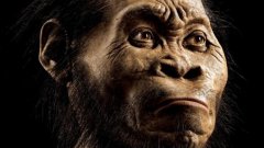 Така е изглеждал един от далечните роднини на хората. Визуализацията, създадена на базата на подробно сканиране на черепа, отнема на палеонтолога Джон Гурше 700 часа или почти 30 денонощия.