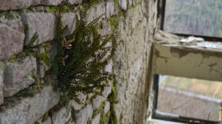Папрат расте на една от оголените до тухла стени в детската градина.