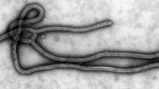 virus