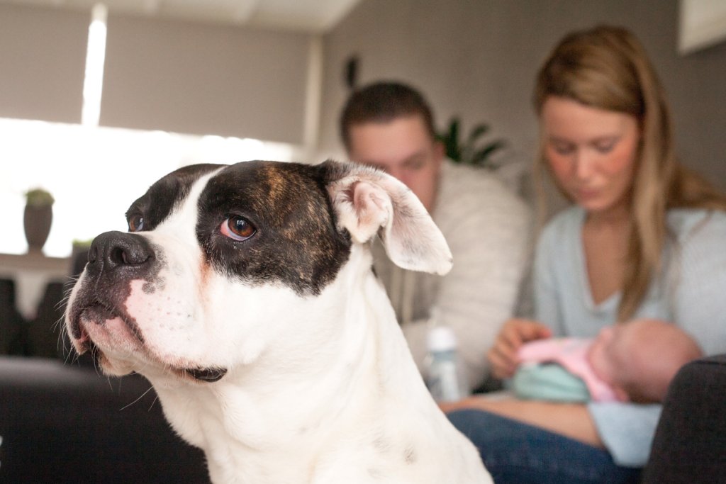 бебе и куче