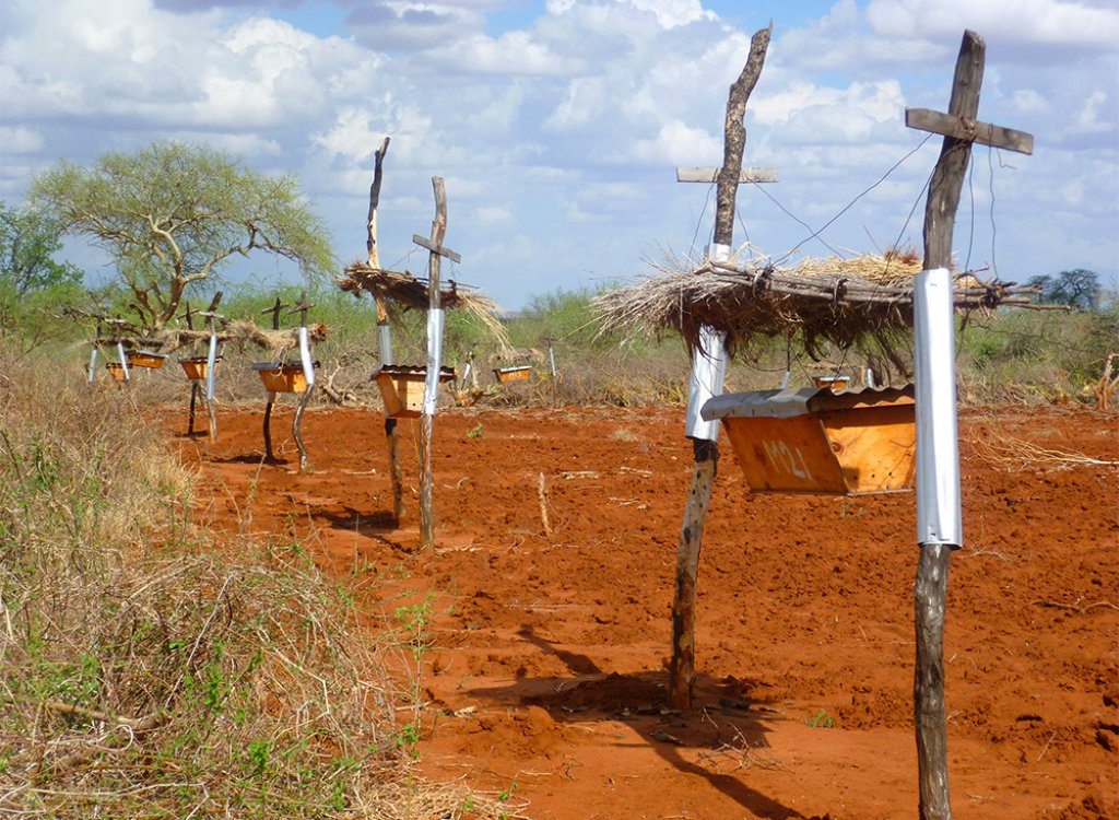 beehive-fence-project