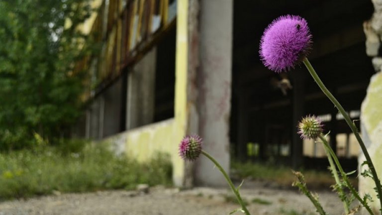 Магарешки тръни растат пред входа на едно от халетата. Лилавите им цветове едва разведряват тягостната атмосфера на това забравено от Бога място