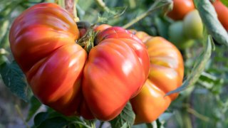 Българският розов домат, който всъщност е... турски