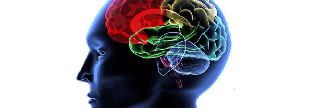 brain