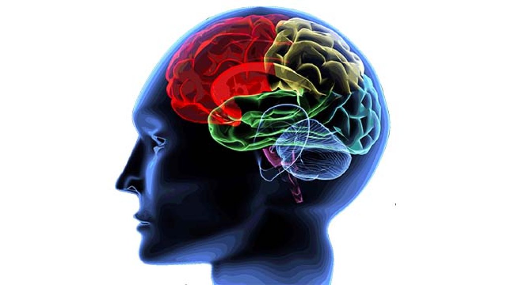 brain
