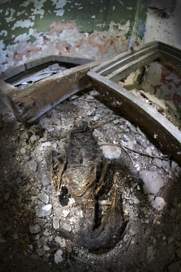 Тленните останки на мъртъв албатрос са част от безрадостния интериор на мрачния бункер.
