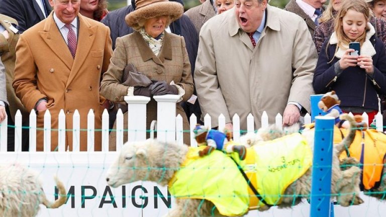 И кралската кръв кипва от вълнуващите надбягвания с... овце, които и през тази година минаха в Роял Аскот, Англия. Пред погледа на принц Чарлз и дукесата Камила. Невероятна надпревара!