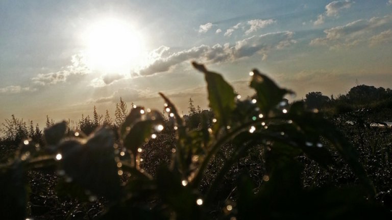 Не PR, а истински домати