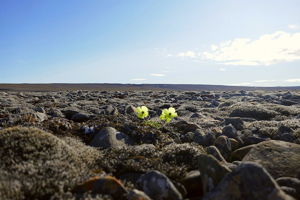 Arctic_poppy_among_rocks