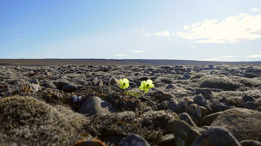 Arctic_poppy_among_rocks