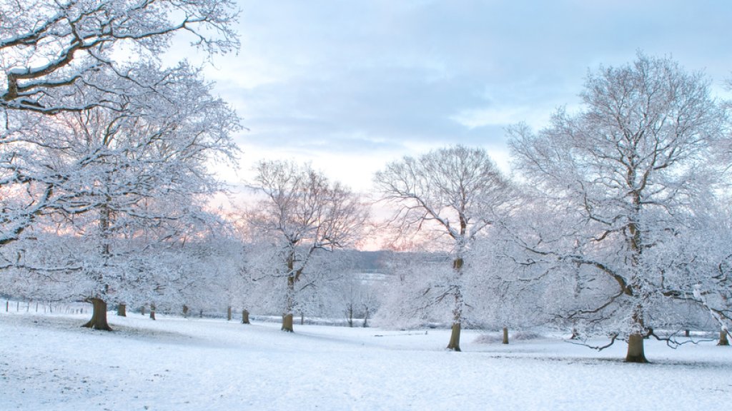 Oak Trees In the Snow at Dawn