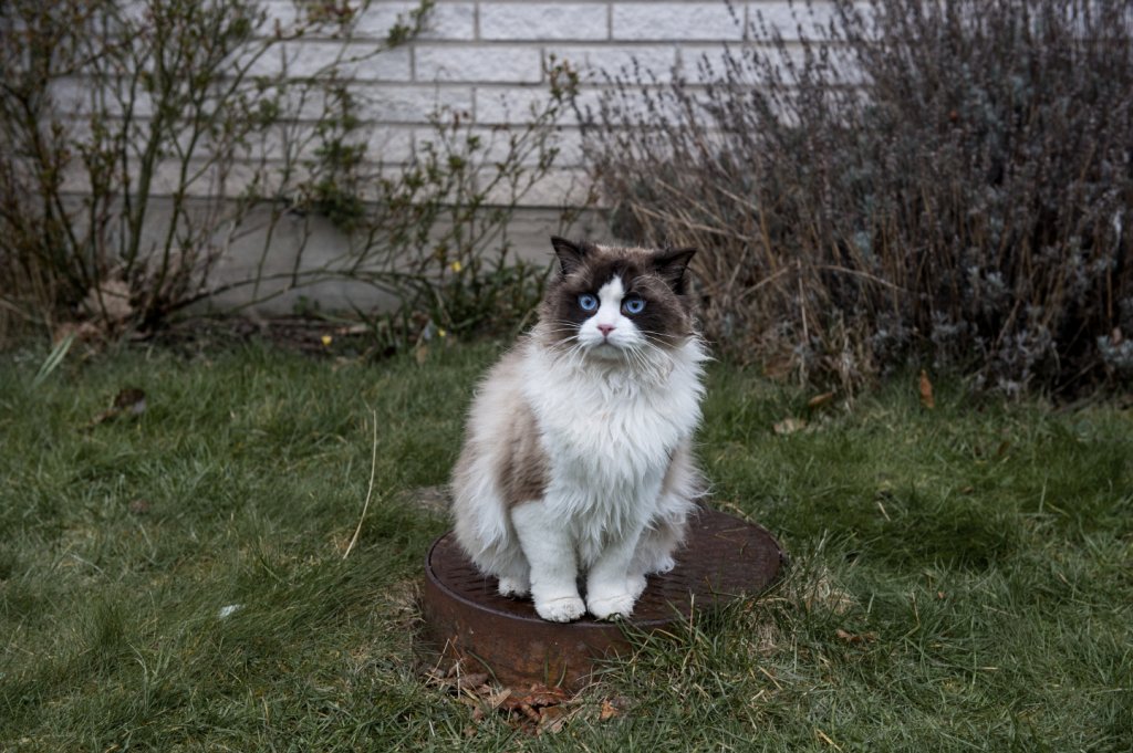 котка
