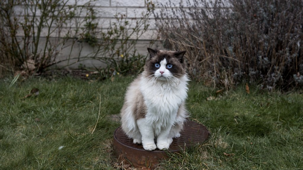 котка