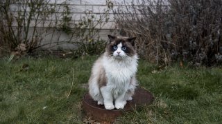 котка