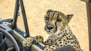 Най-обезпокоителното е, че този бранш се разраства