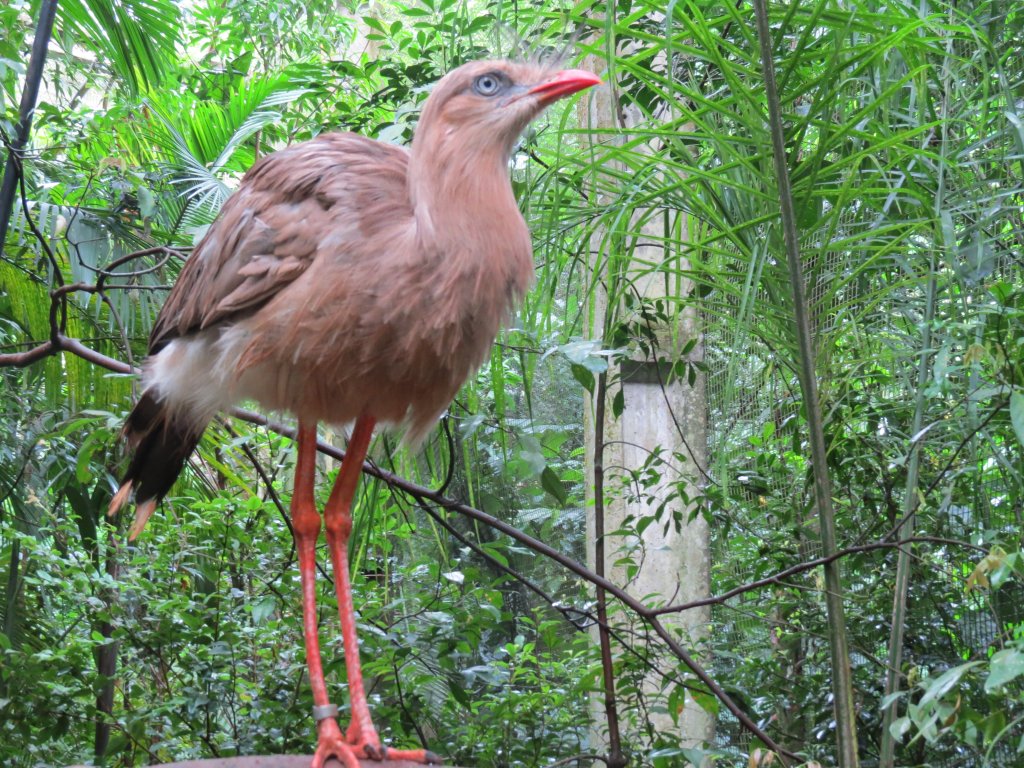 Птица в bird park Игуасу