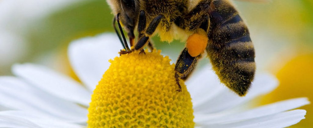 Abeille-fleur-pollen_scalewidth_630