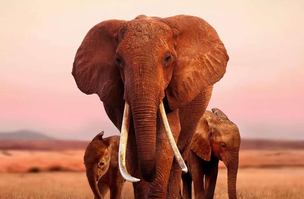 elephantqueen_0HERO.0