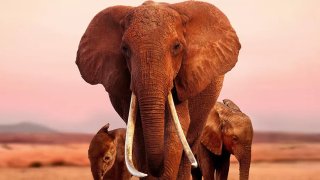 elephantqueen_0HERO.0
