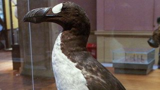 Great_Auk_(Pinguinis_impennis)_specimen,_Kelvingrove,_Glasgow_-_geograph.org.uk_-_1108249