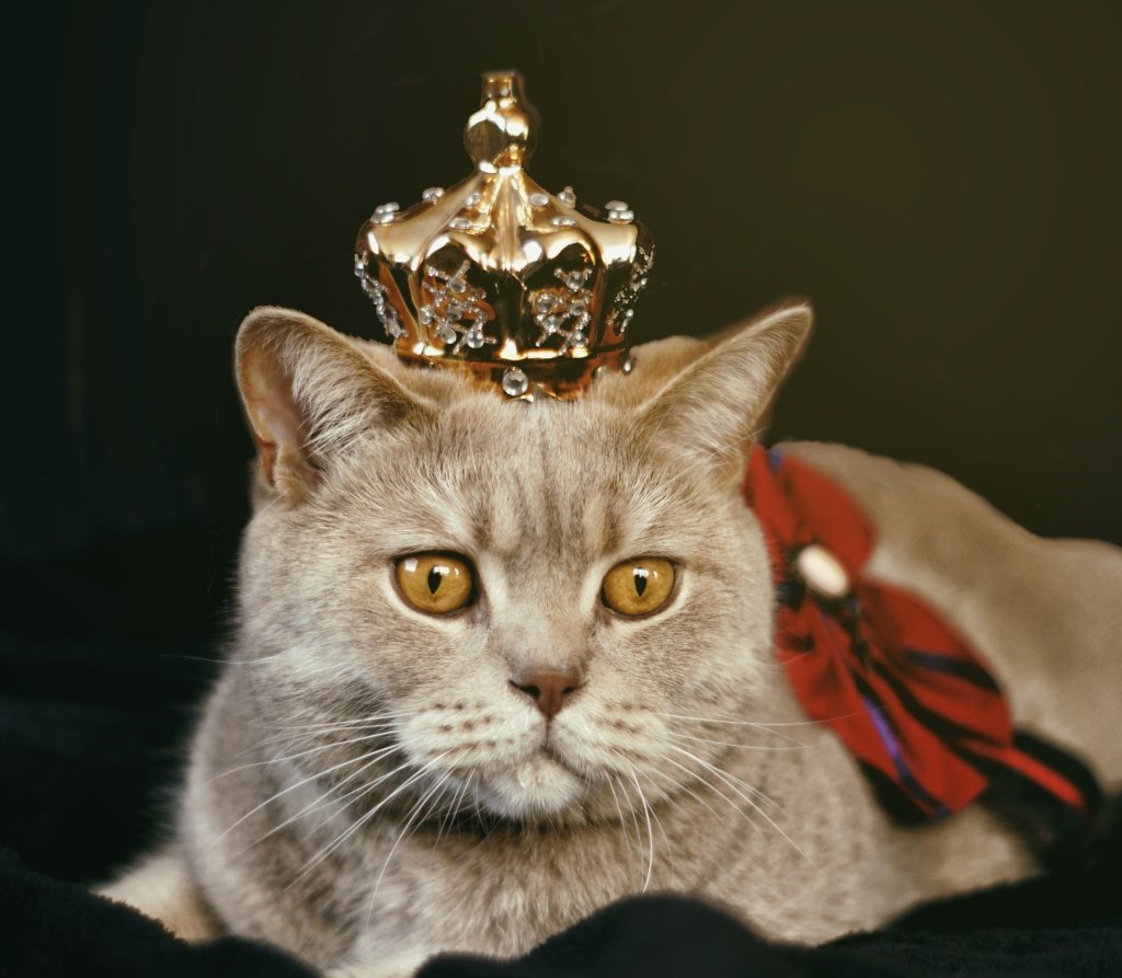 adorable-animal-british-1314550