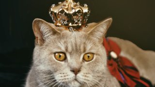 adorable-animal-british-1314550