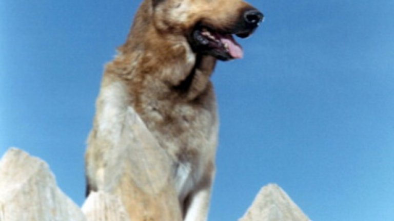 Първият носител на "Оскар" е кучето Рин Тин Тин... Истина? Само донякъде