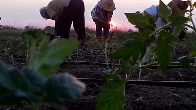 Не PR, а истински домати