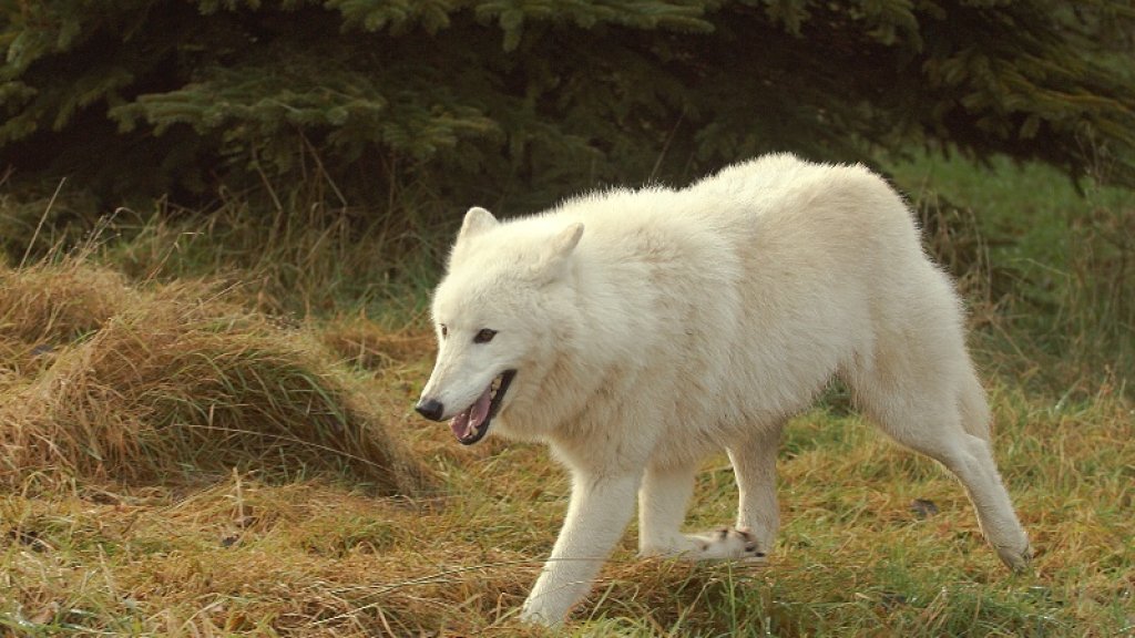Polarwolf004