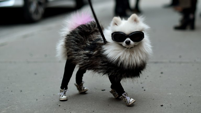 Ако опитите да измиете зъбите на кучето завършат с кръв, пот и сълзи, все още има някои неща, които може да направите, за да поддържате оралното му здраве. Храненето с твърда храна е по-щадящо зъбите, тъй като меката храна остава между тях и причинява гниене. Затова заложете на качествена суха храна.