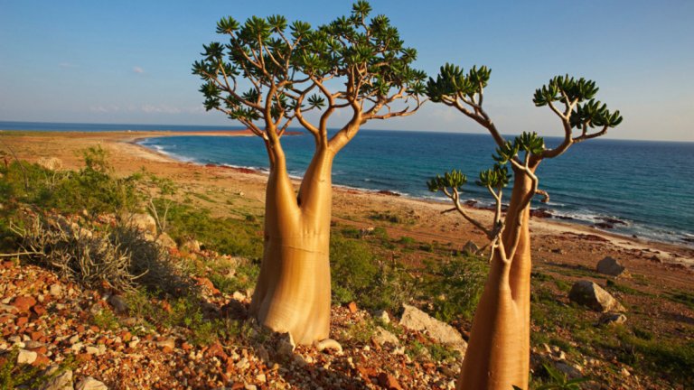 Остров Сокотра се намира на 150 мили от Африканския рог. За него се твърди, че е най-извънземно изглеждащото място на планетата. Почти всички животински и растителни видове не могат да бъдат открити никъде другаде и никой не знае причината за този феномен.

Един от дървесните видове, които можете да видите на Сокотра, е известен като "Драконово дърво". Когато дървото се среже, соковете му са яркочервени, откъдето идва и името му. 

Населението на Сокотра е около 44 хиляди души.