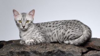 Аристократи по душа и по произход