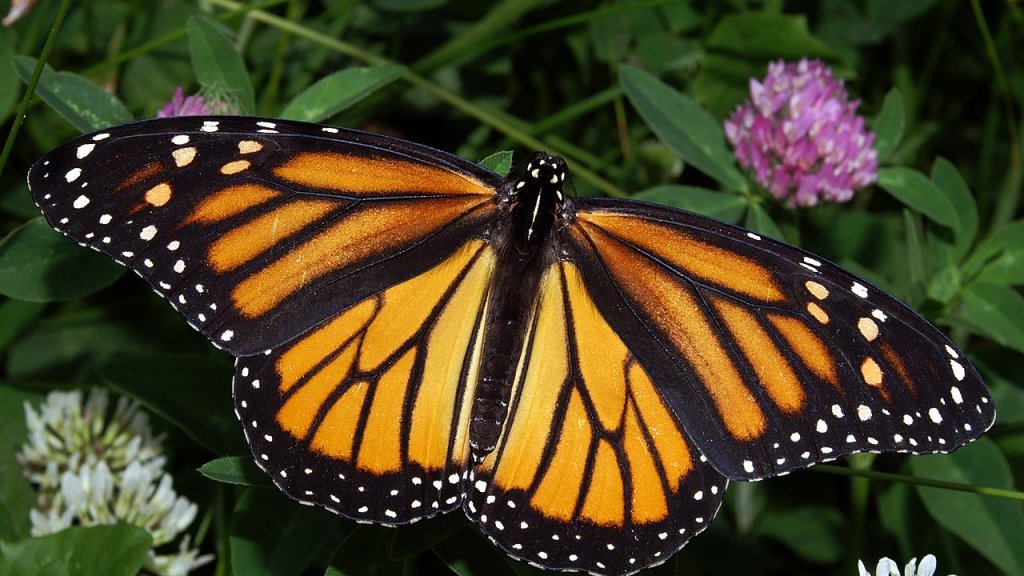 Monarch_In_May