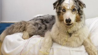 dogs-understand-words-l