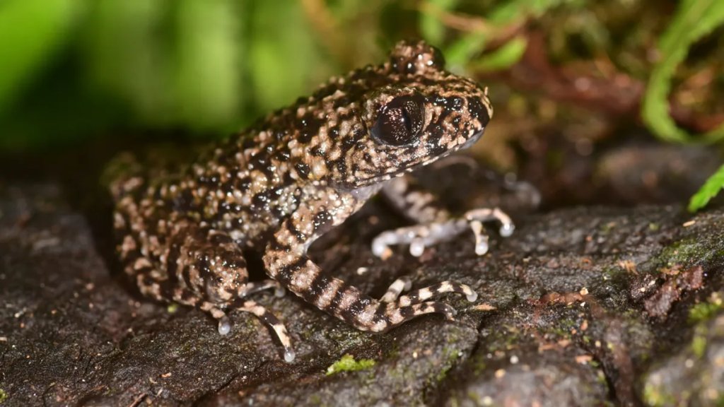 toothed-toad-l