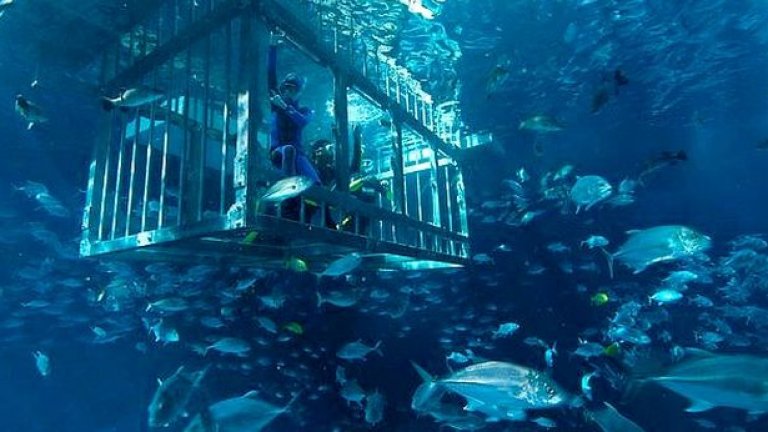 Top 5 на подводните светове 