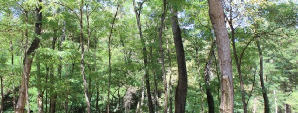 izgrajdat-vujen-park-kokolandiq3