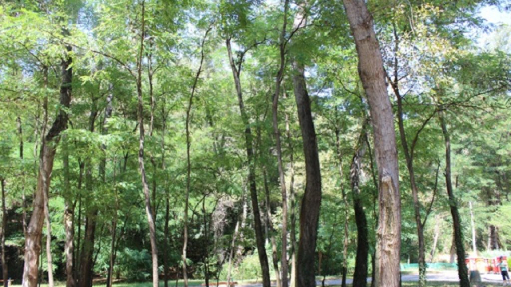 izgrajdat-vujen-park-kokolandiq3