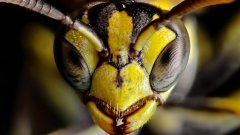 Те достигат до 5 см, с няколко ужилвания могат да убият човек и са итинска заплаха за пчелите наоколо