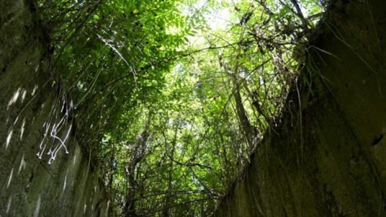 Отвор с неизвестно предназначение излиза в средата на гъстообрасла горичка.