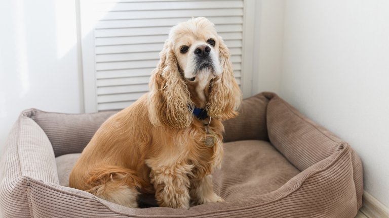 Кокер шпаньолКокер шпаньолът е любвеобилно и емоционално куче, което ненавижда самотата. Породата се разбира прекрасно с други по-дребни породи, както и с котки. Да останат сами задълго обаче за тях е особено неприятно наказание, което води до тревожност, прекомерно близане и вчесване на козината и понякога маркиране.