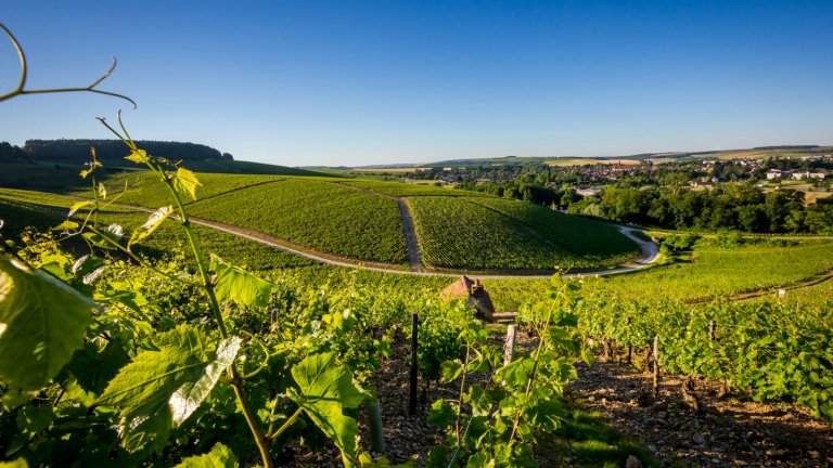 Албер Бишо – поколения традиция в чаша вино