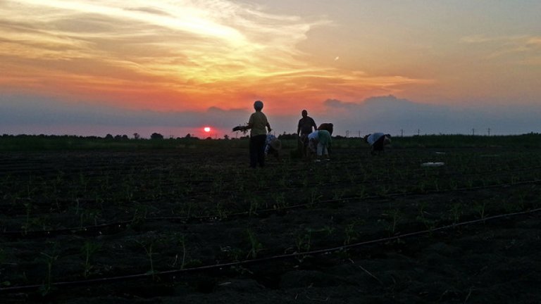 Не PR, а истински домати