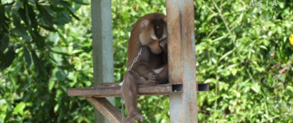 chained-monkey-768x432