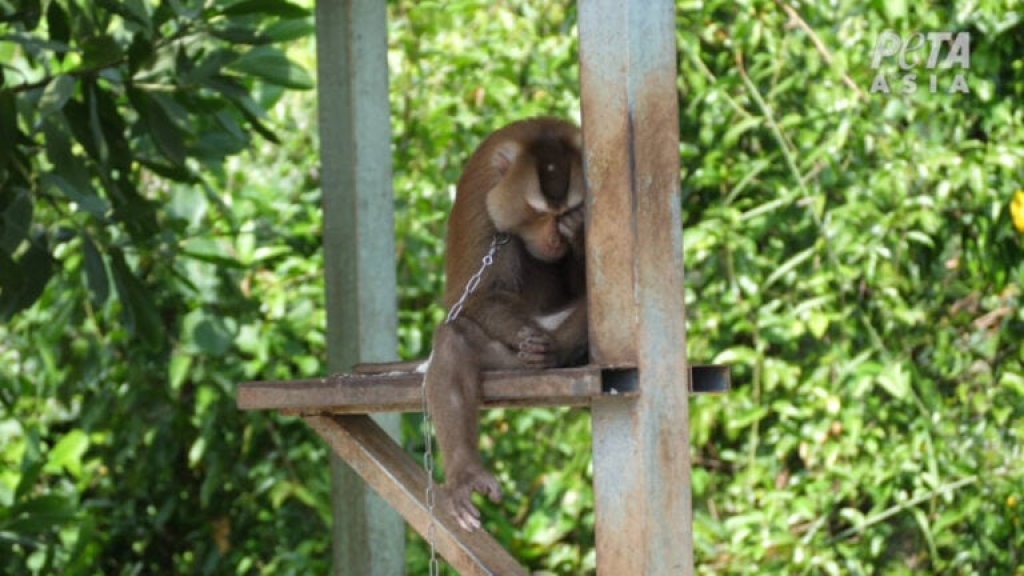 chained-monkey-768x432