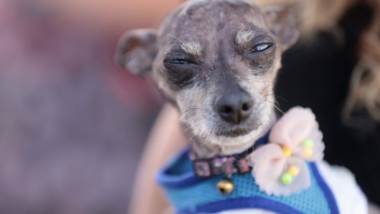 ТуигиТуиги е на 15 години и единият от родителите ѝ е с порода чихуахуа. Това е първият път, в който тя и собственичката ѝ се явяват на конкурса. Заради слабичкото си тяло кучето е кръстено на модела Туиги.